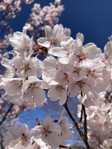 桜